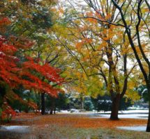 市民の森