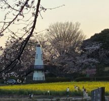 市民の森から見た見晴公園