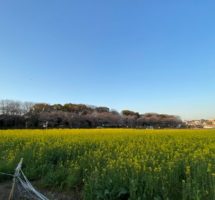 見晴公園から見沼緑地