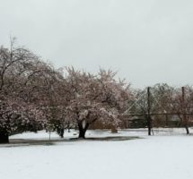 市民の森雪と桜